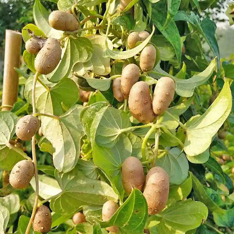 夏天来点它，不把药来抓，健脾稳压肠道爽，正是鲜嫩别错过~