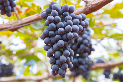 夏日养生秘籍：这个水果全身是宝，滋阴生津抗衰老，不贵又健康！