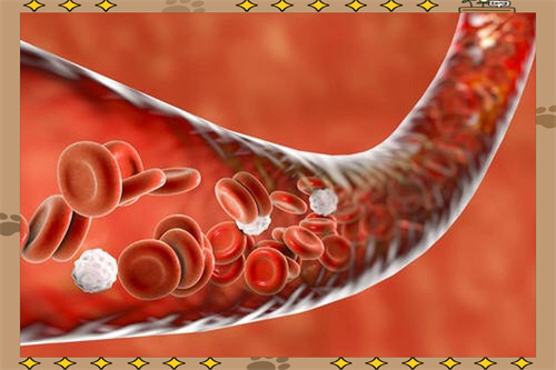 藏在身边的血管“清道夫”：常吃这一物，强心稳压，让血管重焕青春