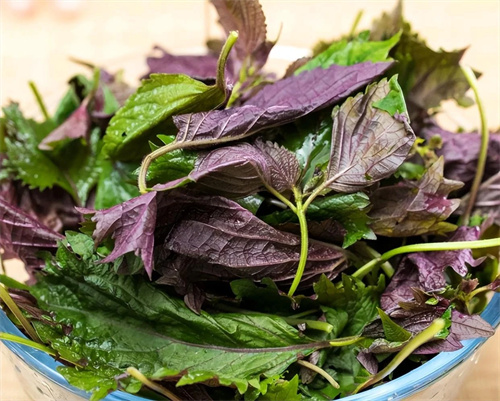 这种叶子很常见,3种喝法解决湿气重、没胃口、肠胃弱!