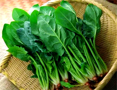 夏天别老吃冬瓜，这宝也很好！高叶酸、去燥火，老人吃很适宜~