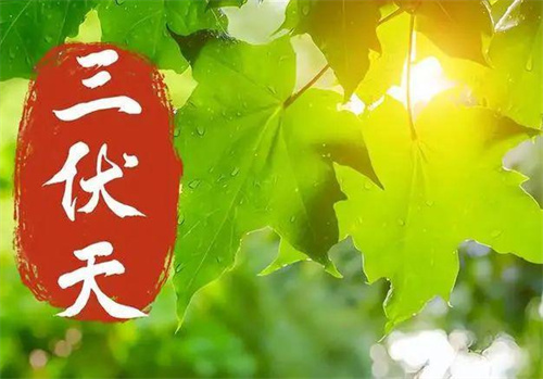 三伏天“隐形冠军”食物曝光！冬病夏治竟全靠它撑腰