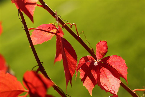 秋食酸，病不沾！趁着入冬前吃透这4种“酸食”，把邪气挡在门外