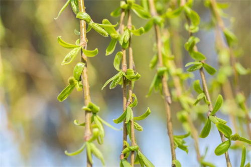 春芽第一鲜，比香椿更嫩！还是清肝高手，简单一拌清鲜回甘，全家抢着吃