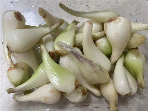 像葱又像蒜的“护心菜”，通阳散结，赶走胸闷，守护心肺健康！